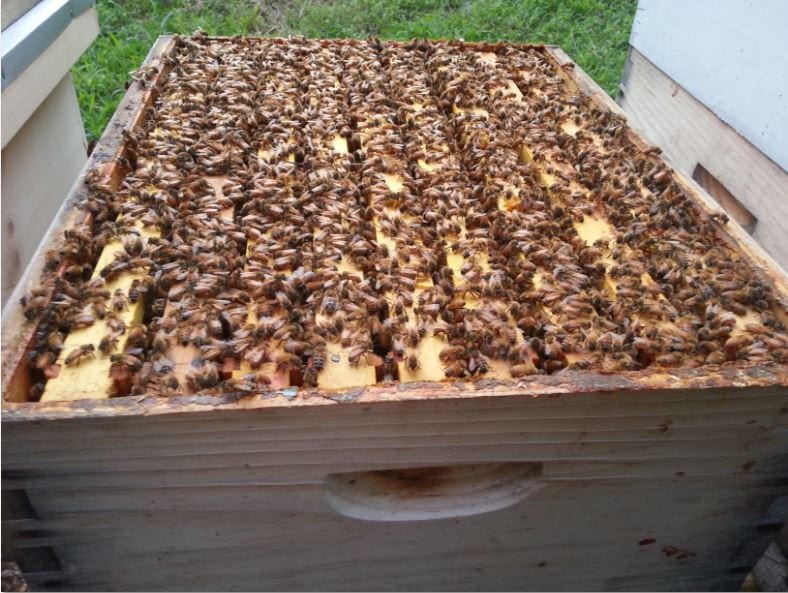 Какво правим когато плодника се запълни изцяло - как да държим пчелните семейства в работно състояние