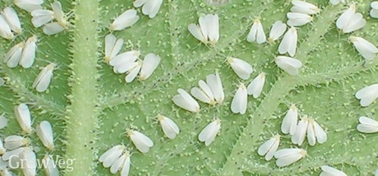 Как да махнем белокрилката от растенията? Как да махнем белокрилката с домашен препарат?
