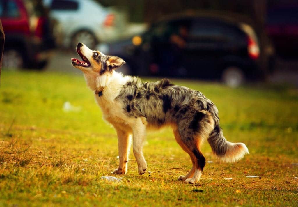 Австралийско пастирско куче - едно от най-умните кучета в света