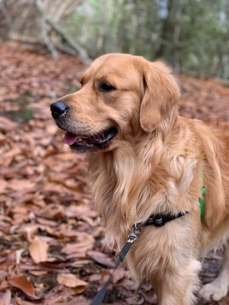 Голдън ретривър е изключително красиво и интелигентно куче.
