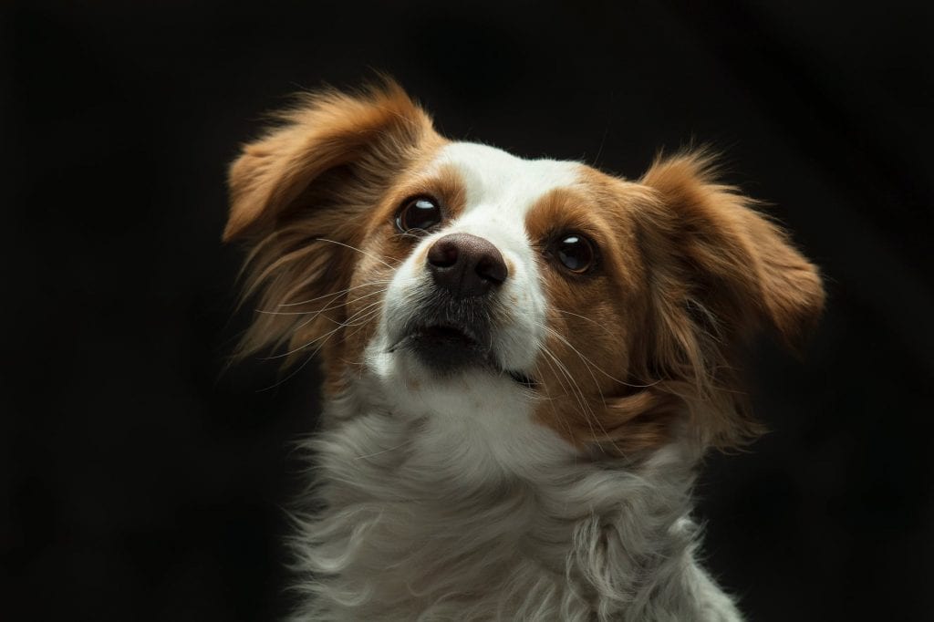 Папийон е порода кучета, която е една от най-интелигентните на света. 