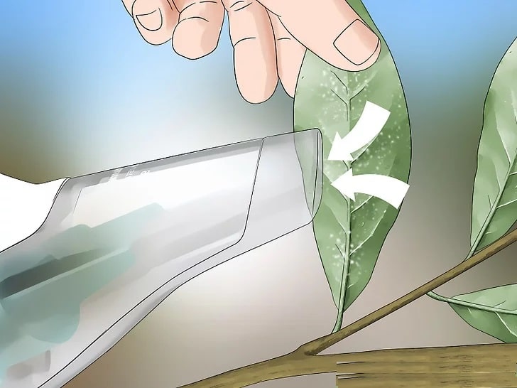 Как да премахнем белокрилката с прахосмукачка