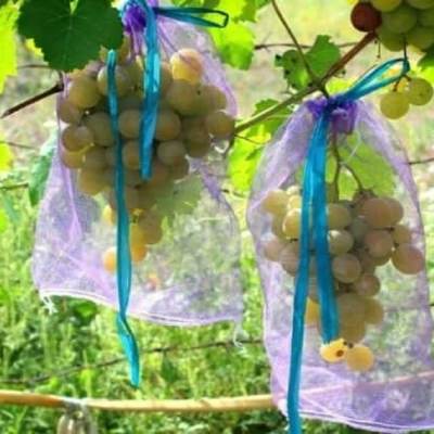 Как да предпазим гроздето от оси – полезни съвети и рецепти
