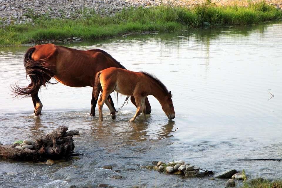 Колко вода пият конете - интересни и любопитни факти за конете.