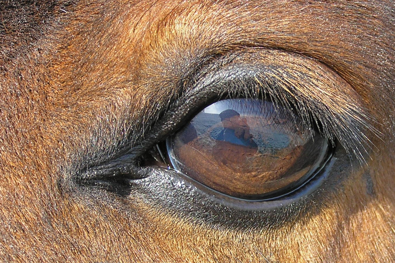 Очите на конете