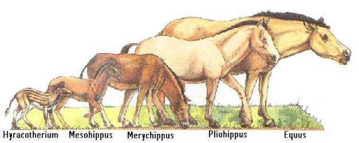 Еволюция на конете Eohippus
