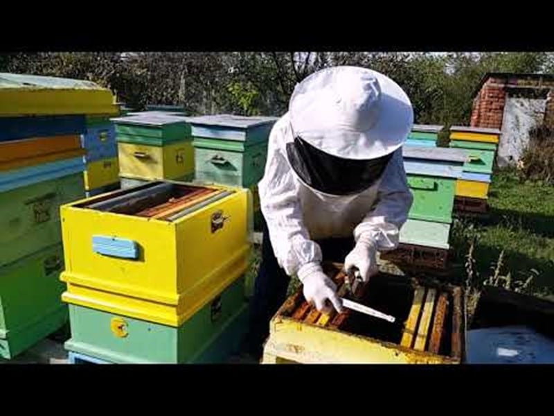 Как да държим пчелните семейства в работно състояние чрез създаване на ранни отводки