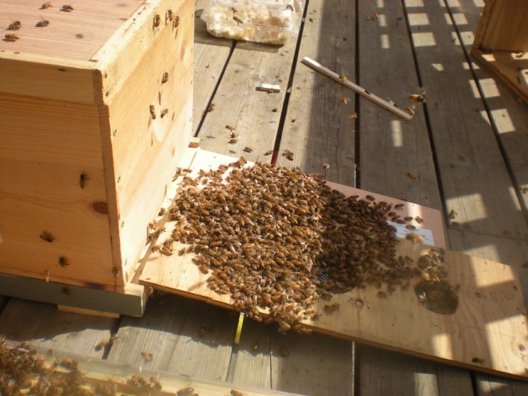 Стръскване на пчели пред прелката