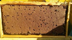 Пчелна пита със запечатано пило. Как да подсилим пчелните семейства?