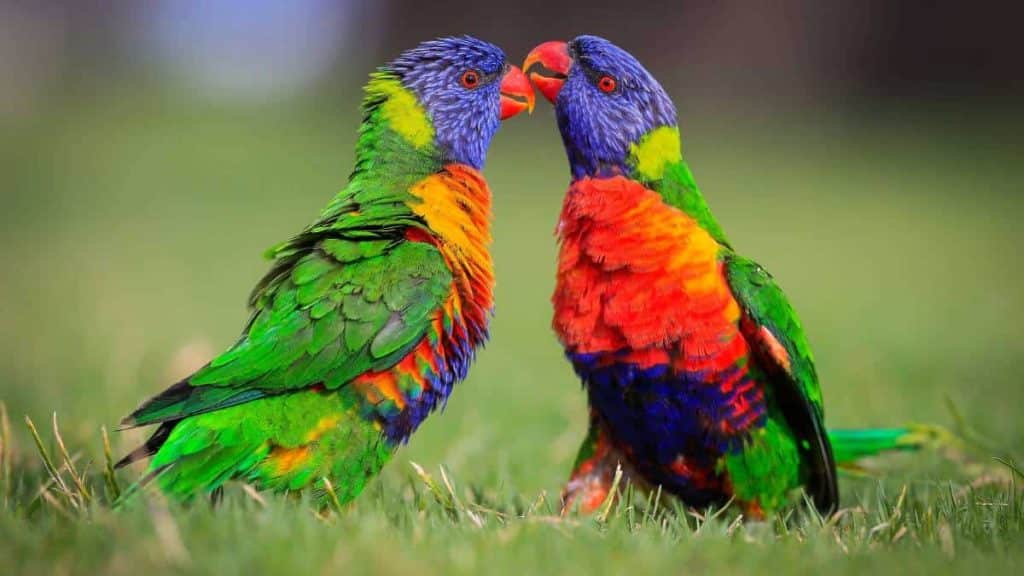 Австралийски лорикет папагал - най-красивите птици на света.
