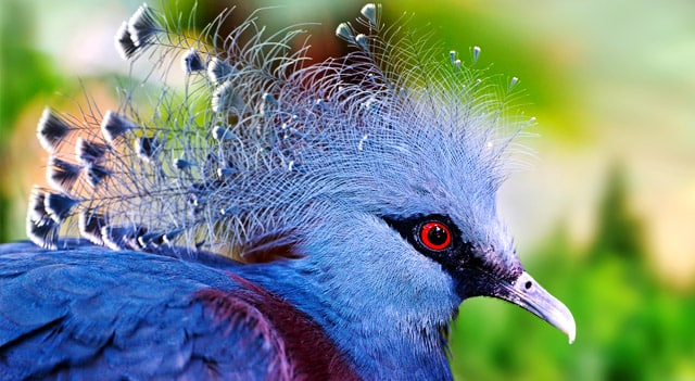 Коронован гълъб Виктория - най-красивите птици на света.