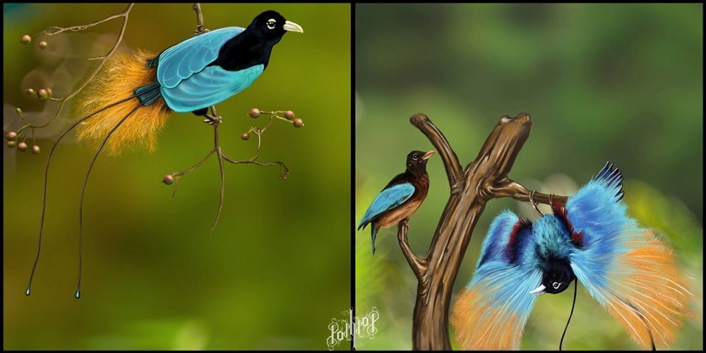 Синята райска птица - най-красивите птици на света.
