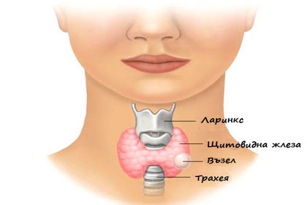 Къде се намира щитовидната жлеза