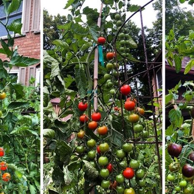 Как да отгледаме чери домати и как да се грижим за тях – съвети
