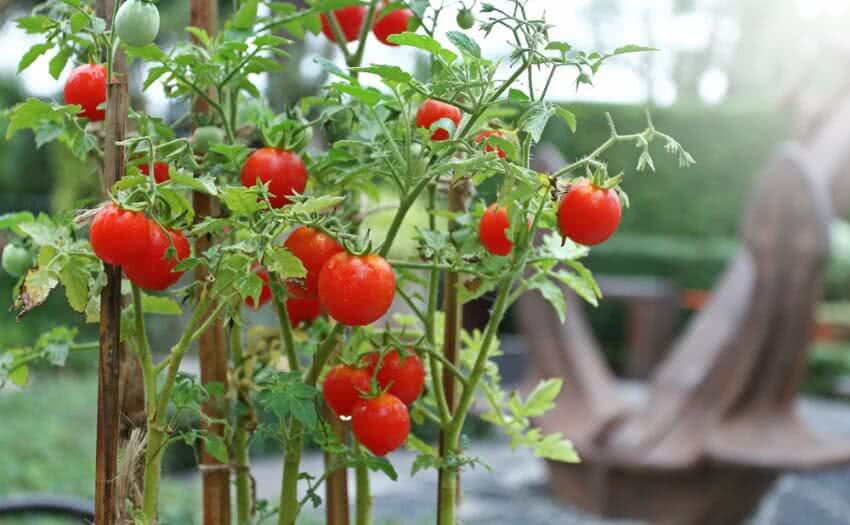 Как се отглеждат чери домати