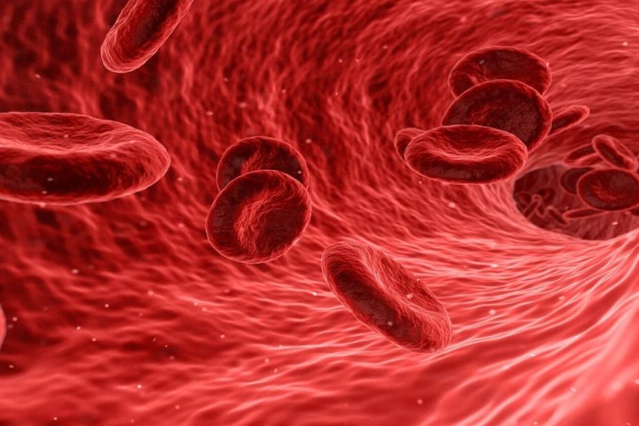 Как да изчистим кръвоносните съдове с подходящи билки и храни
