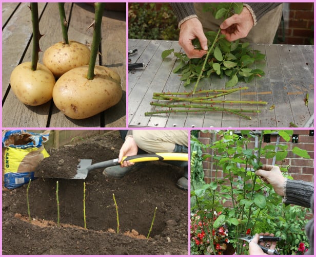 Вкореняване на рози в картоф - как да вкореним и отгледаме рози