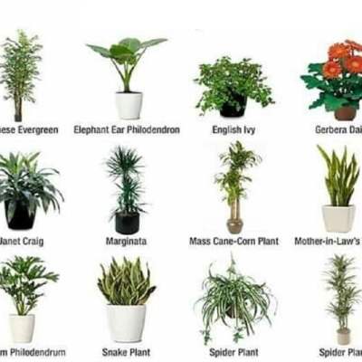 Най-добрите пречистващи въздуха растения за вашия дом