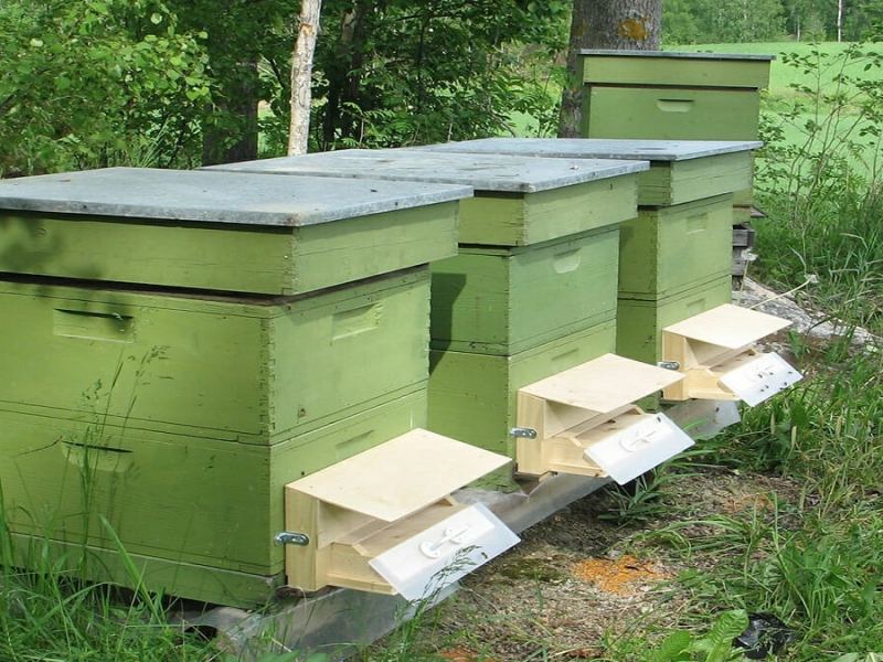 Как да защитим плодовете с био фунгицид и пчели по нов безопасен начин