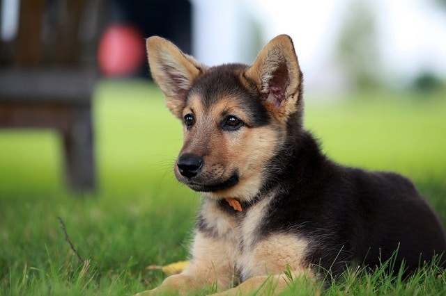Сладко куче # 2: Немска овчарка
