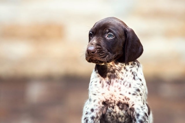 Сладко куче # 7: Немски късокосмест пойнтер - Най-сладките породи кучета като палета
