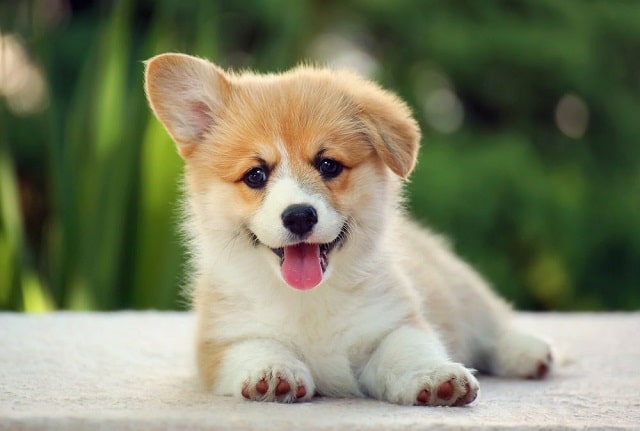 Сладко куче # 9: Уелско корги пембрук