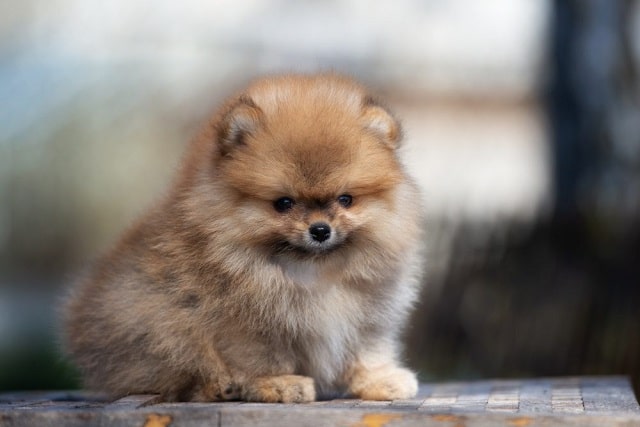 сладко куче: Померан - Най-сладките породи кучета като палета