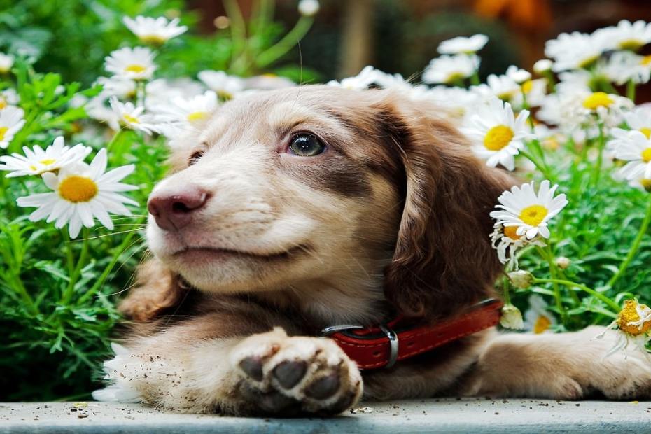 Най-сладките породи кучета като палета