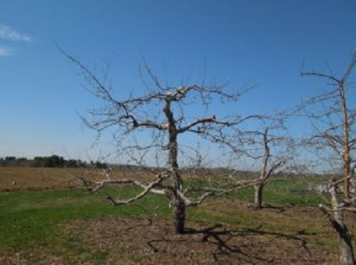 Овошките с един водач имат няколко странични клини, ориентирани хоризонтално, за да улавят слънчевата светлина. Годишната резитба премахва някои от клоните, които засенчват останалата част от дървото.