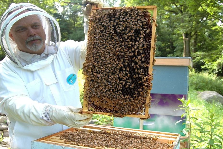 Как да държим пчелните семейства в работно състояние до главната паша