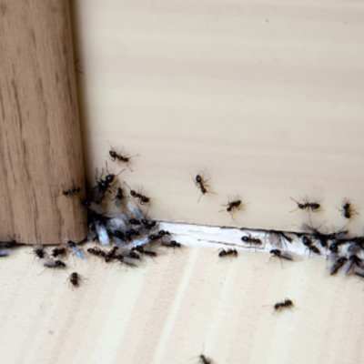 Как да изгоним мравките от дома с природни средства