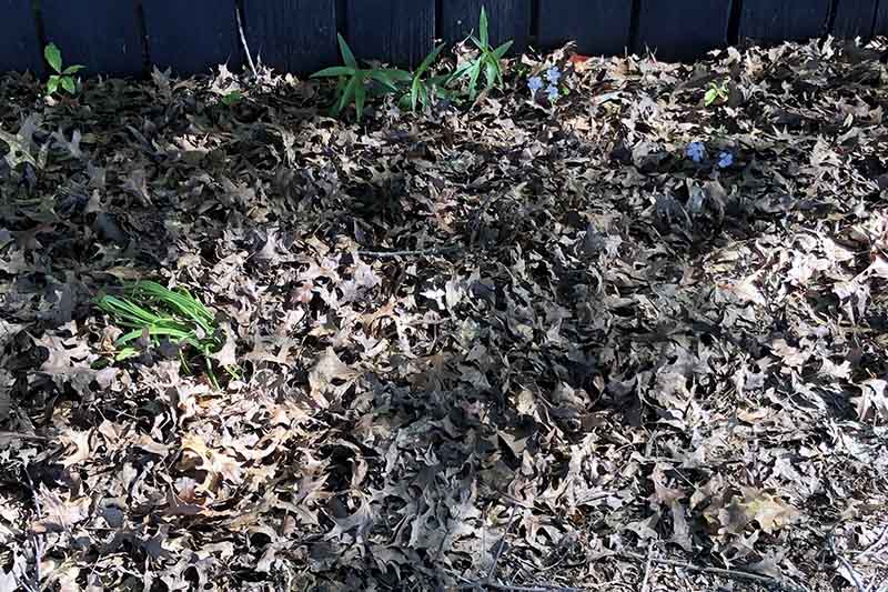 Листа и листна маса  - как да мулчираме растенията в градината  