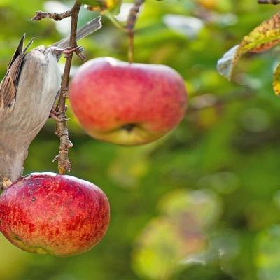 Как да защитим градината и овошките от птици – полезни съвети