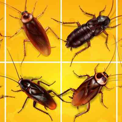 Как да се отървем от хлебарките вкъщи – полезни съвети