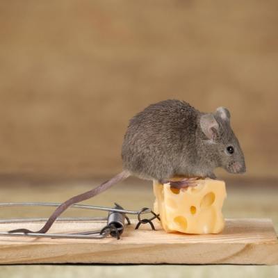 Как да се отървем от мишките и плъховете – начини и полезни съвети