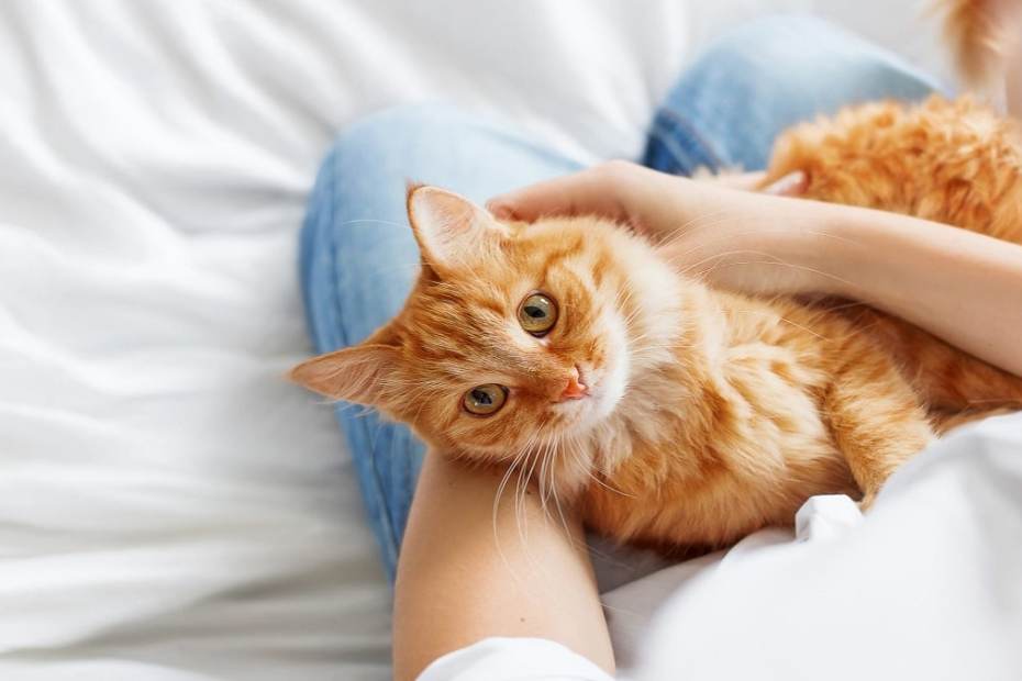 Най-привързаните и обичливи породи котки в света - топ 10 класация