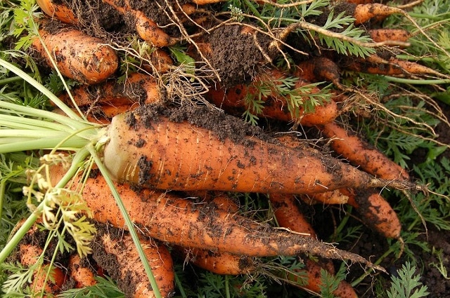 Кога се сеят морковите - подходящи дати за сеитба