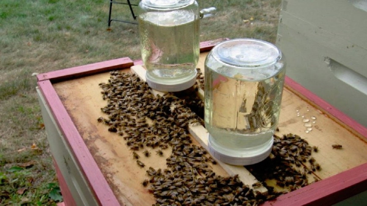 Как да приготвим захарен сироп за пчелите – различни рецепти