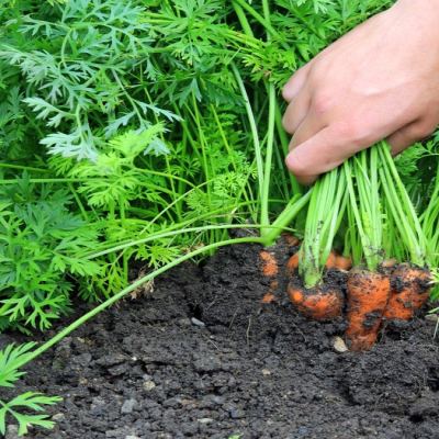 Как да събираме, съхраняваме и консервираме моркови