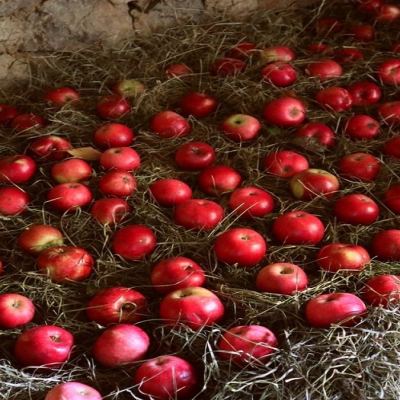 Как да съхраняваме домашни ябълки, за да издържат 9 месеца
