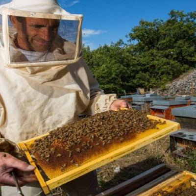 Есенно третиране на пчелите – как да работим правилно