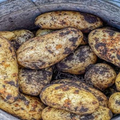 5 начина да съхраняваме картофите и да издържат с месеци