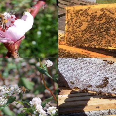 Количество и качество на зимните запаси при пчелите