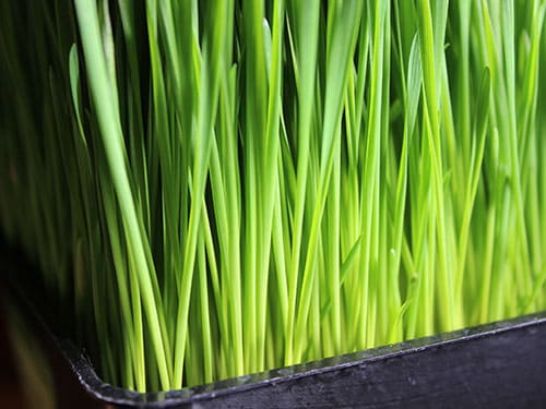Житна трева - най-полезните кълнове на земята