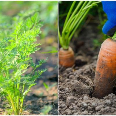 Как да отгледаме най-добрата реколта от моркови – от семената до прибиране на реколтата