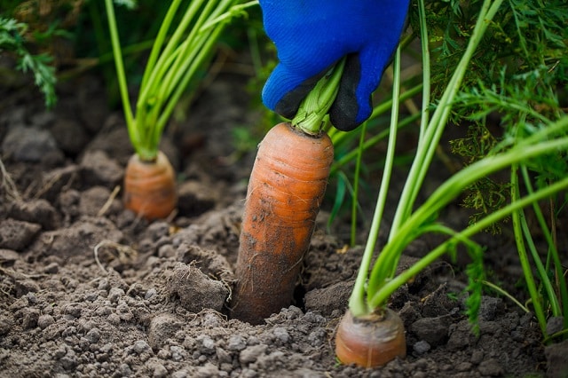 Как да прибираме готовата реколта от моркови 