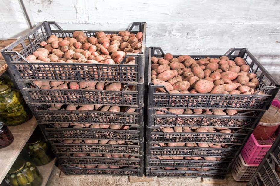 Как да съхраняваме картофите по правилния начин и да предотвратим покълването им