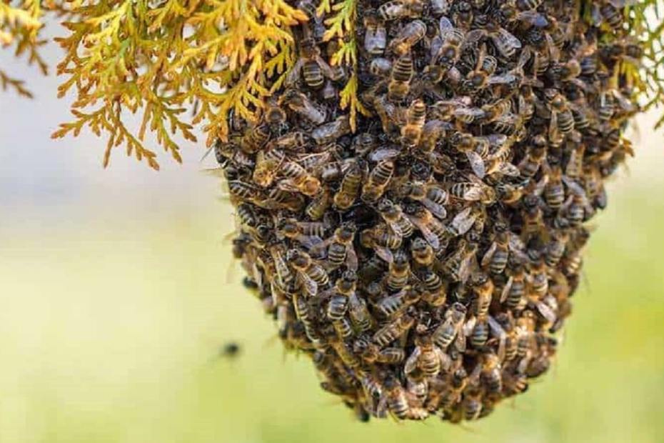Лесна рецепта за привличане на пчелен рой