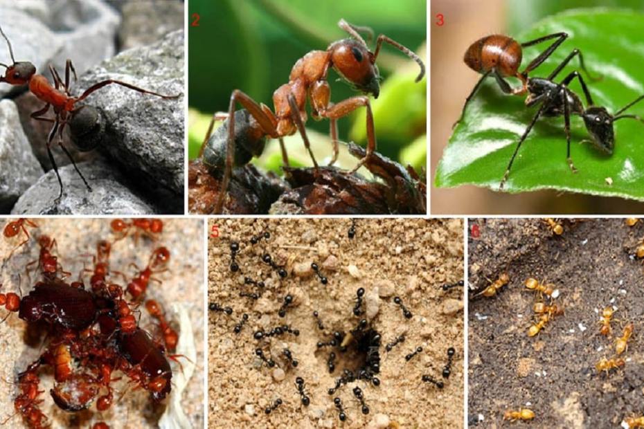 Как да се отървем от мравките завинаги с 8 изпитани метода