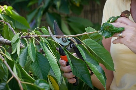 Как да подрежем черешите през лятото